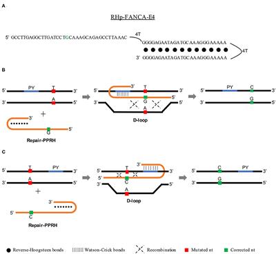 Gene Correction of Point Mutations Using PolyPurine Reverse Hoogsteen Hairpins Technology